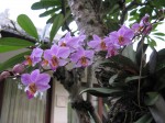 Tree orchids at Villa Samsara